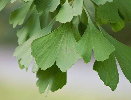 Ginko Biloba